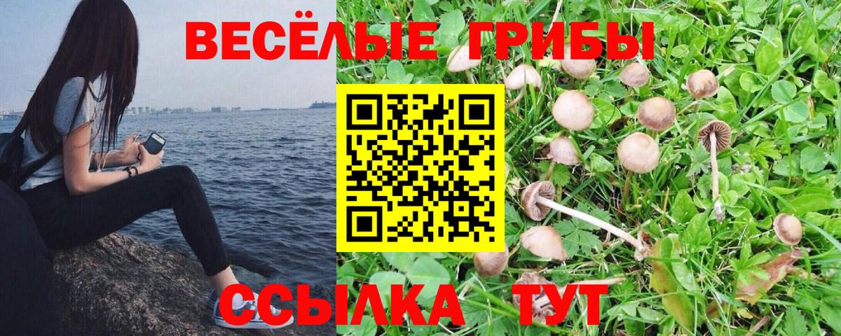 Псилоцибиновые грибы Cubensis  Вход с VPN  Галлюциногенные грибы Cubensis  Кореновск 